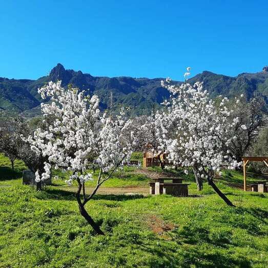 Imagen de archivo de unos almendreros en floración en Valsequillo / TA